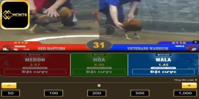 Phải cân nhắc kỹ về khả năng của gà chiến trước khi đặt cược